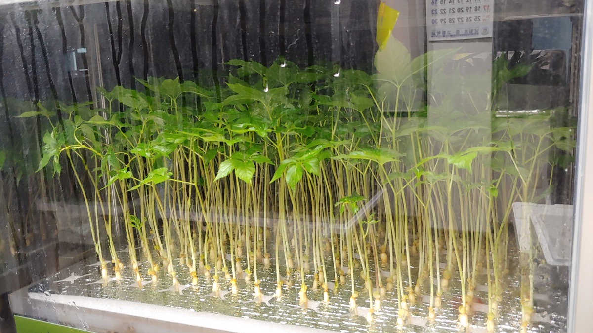 새싹인삼 성장 완료